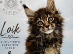 Loik - Maine Coon Kitten For Sale - Brighton&comma; CO&comma; US