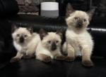 Mia - Siamese Kitten For Sale - Agawam&comma; MA&comma; US