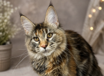 Irina - Maine Coon Kitten For Sale - 