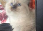 Beautiful female balinese - Balinese Kitten For Sale - Twin Lakes&comma; WI&comma; US