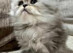 Persian Male & Female Available - Persian Kitten For Sale - Byron&comma; MN&comma; US