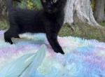 Olive - Bombay Kitten For Sale - West Branch&comma; MI&comma; US