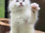 Lil' Bro - Ragdoll Kitten For Sale - 