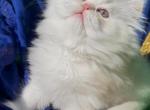 Beautiful dollface light golden shaded looks white - Persian Kitten For Sale - CA&comma; US