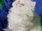 Beautiful dollface light golden shaded looks white - Persian Kitten For Sale - CA&comma; US