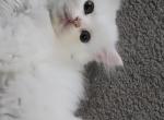 All White Dollface Persian Kitten - Persian Kitten For Sale - Parma&comma; OH&comma; US