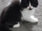 Black & White Persian Kitten - Persian Kitten For Sale - Parma&comma; OH&comma; US