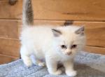 Jenson - Ragdoll Kitten For Sale - Duncansville&comma; PA&comma; US
