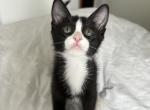 Ozzy - Domestic Kitten For Adoption - Ballard&comma; WA&comma; US