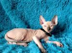 Romulus - Sphynx Kitten For Sale - Mundelein&comma; IL&comma; US
