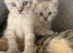 July highlander kittens - Highlander Kitten For Sale - Fitchburg&comma; MA&comma; US