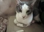 Artimus - Domestic Cat For Sale - TN&comma; US