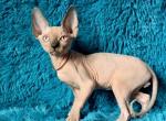 Remus - Sphynx Kitten For Sale - Mundelein&comma; IL&comma; US