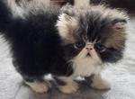 Brown tabby boy - Persian Kitten For Sale - Joplin&comma; MO&comma; US
