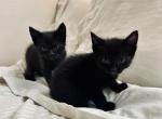 Shor Hair Domestic - Domestic Kitten For Sale - 