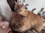 Peter and Wendy - Domestic Cat For Sale - TN&comma; US