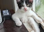 Castiel - Domestic Kitten For Adoption - Lexington&comma; SC&comma; US