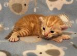 Highlander kity 1g - Highlander Kitten For Sale - 