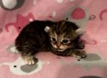Highlander kity 2g - Highlander Kitten For Sale - Goshen&comma; AL&comma; US