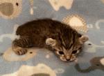 Highlander kity 3g - Highlander Kitten For Sale - Goshen&comma; AL&comma; US