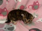 Highlander kity 5g - Highlander Kitten For Sale - Goshen&comma; AL&comma; US