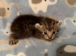 Highlander kity 6g - Highlander Kitten For Sale - Goshen&comma; AL&comma; US