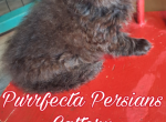 Cfa chocolate carrier male - Persian Kitten For Sale - Woodburn&comma; IN&comma; US