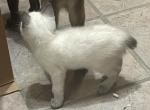MANX BLUE GIRL - Manx Kitten For Sale - Bryan&comma; TX&comma; US