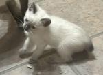 SIAMESE GIRL MANX JUNE 26 - Siamese Kitten For Sale - Bryan&comma; TX&comma; US