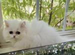 Lilly - Persian Kitten For Sale - Chantilly&comma; VA&comma; US