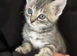 Russian Blue Tabby Mix shorthair - Russian Blue Kitten For Sale - WA&comma; US