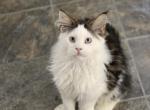 BROWN TABBY WWHITE BLUE EYED POLY MALE MC KITTEN - Maine Coon Kitten For Sale - Union City&comma; MI&comma; US