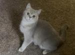 Sunday - British Shorthair Kitten For Sale - Johns Creek&comma; GA&comma; US