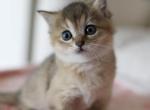 Tiny - British Shorthair Kitten For Sale - Hazelwood&comma; MO&comma; US