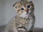 Potato - British Shorthair Kitten For Sale - Hazelwood&comma; MO&comma; US