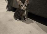 Flint - Maine Coon Kitten For Sale - Gainesville&comma; GA&comma; US
