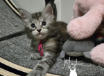 Juniper - Maine Coon Kitten For Sale - Gainesville&comma; GA&comma; US