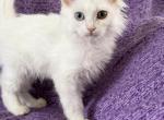 Kim blue eye green eye - Turkish Van Kitten For Adoption - Auburn&comma; WA&comma; US