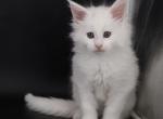Emperor - Maine Coon Kitten For Sale - Champaign&comma; IL&comma; US