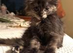 Four loving kittens available for adoption - Domestic Kitten For Sale - Aurora&comma; IL&comma; US