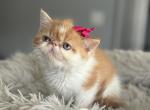 Ginger - Persian Kitten For Sale - Arlington Heights&comma; IL&comma; US