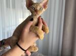 Ginger - Devon Rex Kitten For Sale - Brooklyn&comma; NY&comma; US
