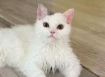 Ponpon - Selkirk Rex Kitten For Sale - CA&comma; US