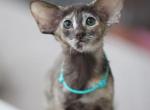 Sweetheart - Oriental Kitten For Sale - Brooklyn&comma; NY&comma; US