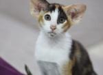 Sammy - Oriental Kitten For Sale - Brooklyn&comma; NY&comma; US