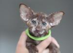 Sunny - Oriental Kitten For Sale - Brooklyn&comma; NY&comma; US