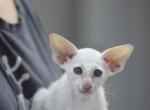 Slavic - Oriental Kitten For Sale - Brooklyn&comma; NY&comma; US