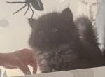 RagdollCherubim - Ragdoll Kitten For Sale - 