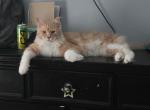 Theo - Maine Coon Cat For Adoption - Inman&comma; SC&comma; US