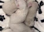 Ragdoll kittens coming soon - Ragdoll Kitten For Sale - Providence&comma; RI&comma; US